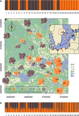 Parapatric Genetic Lineages Persist in a Multiply Introduced Non-native Bush-Cricket